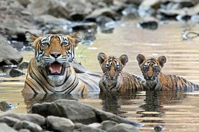 Ranthambore safari