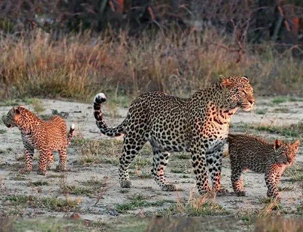 Jawai Leopard Safari